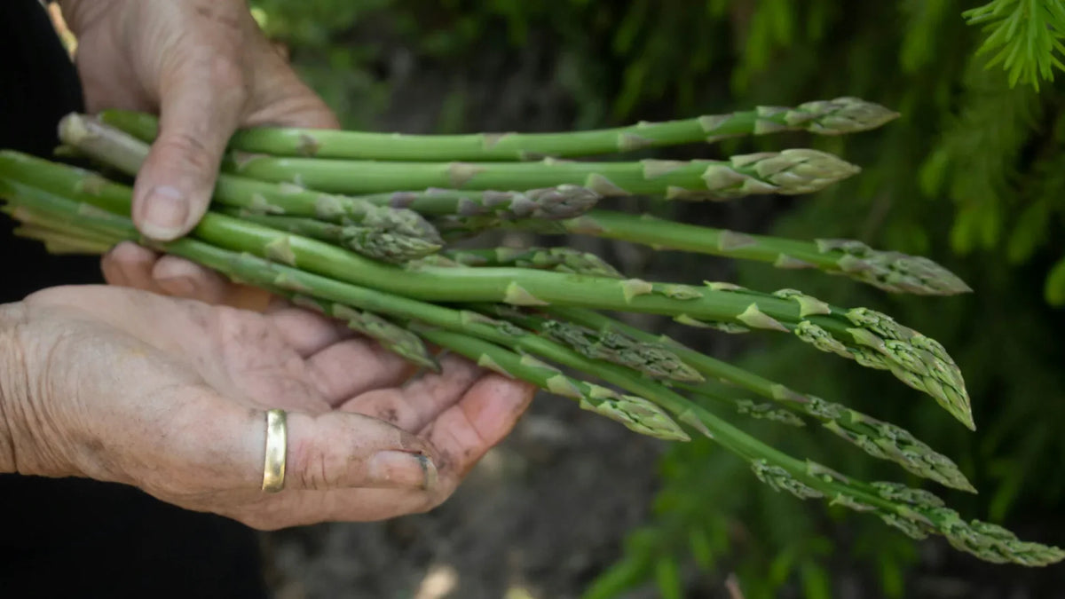 How to grow Asparagus