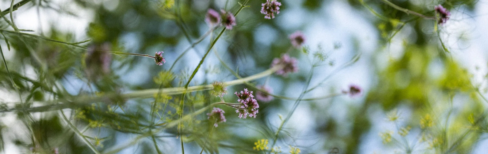 Flowers starting to bloom