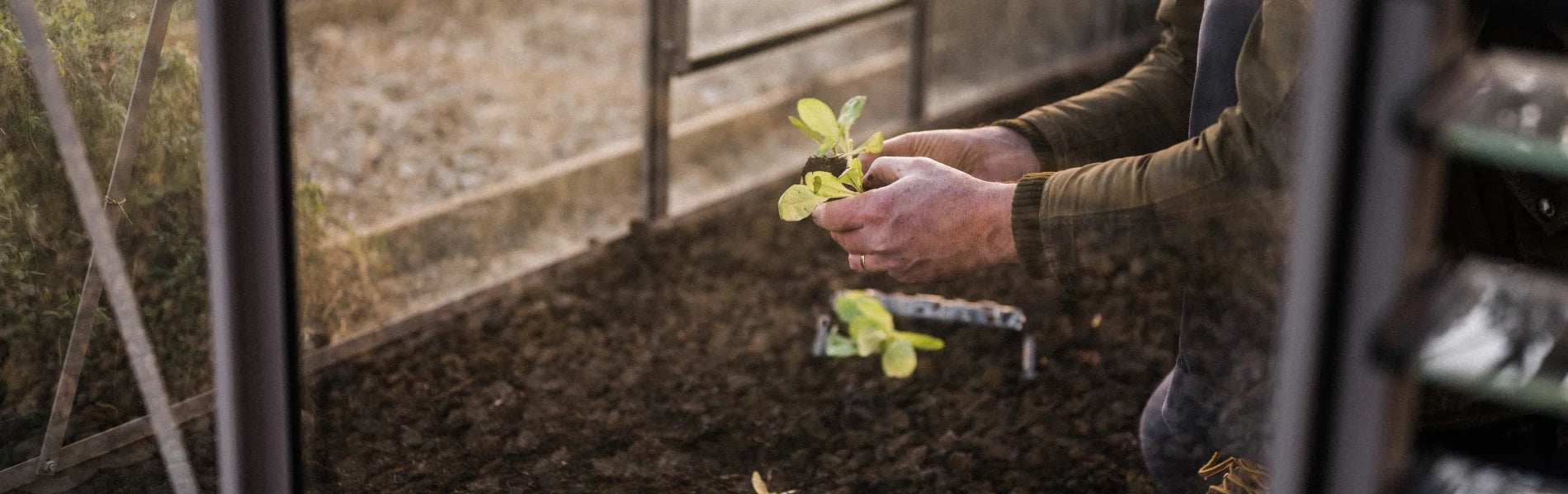 Gardener nurturing his seedlings