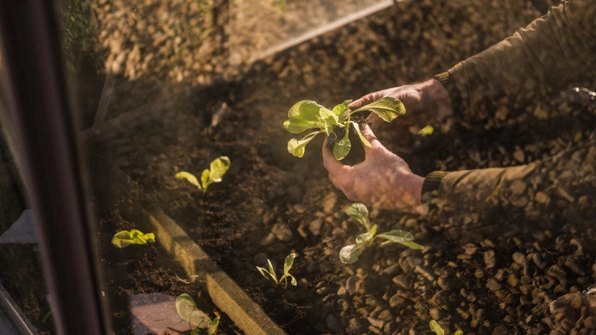 Planting in January