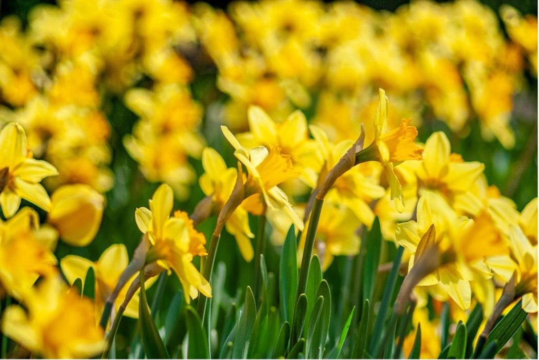 Daffodil field