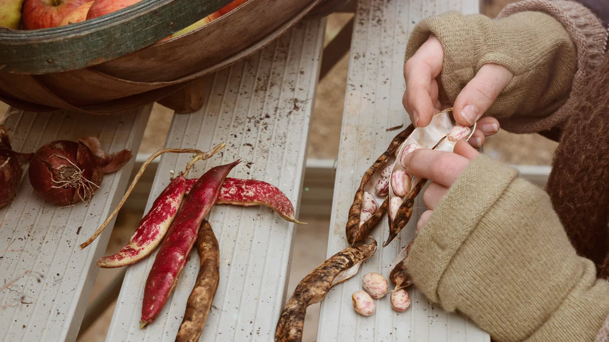 The Best Autumn & Winter Veggies to Sow Now