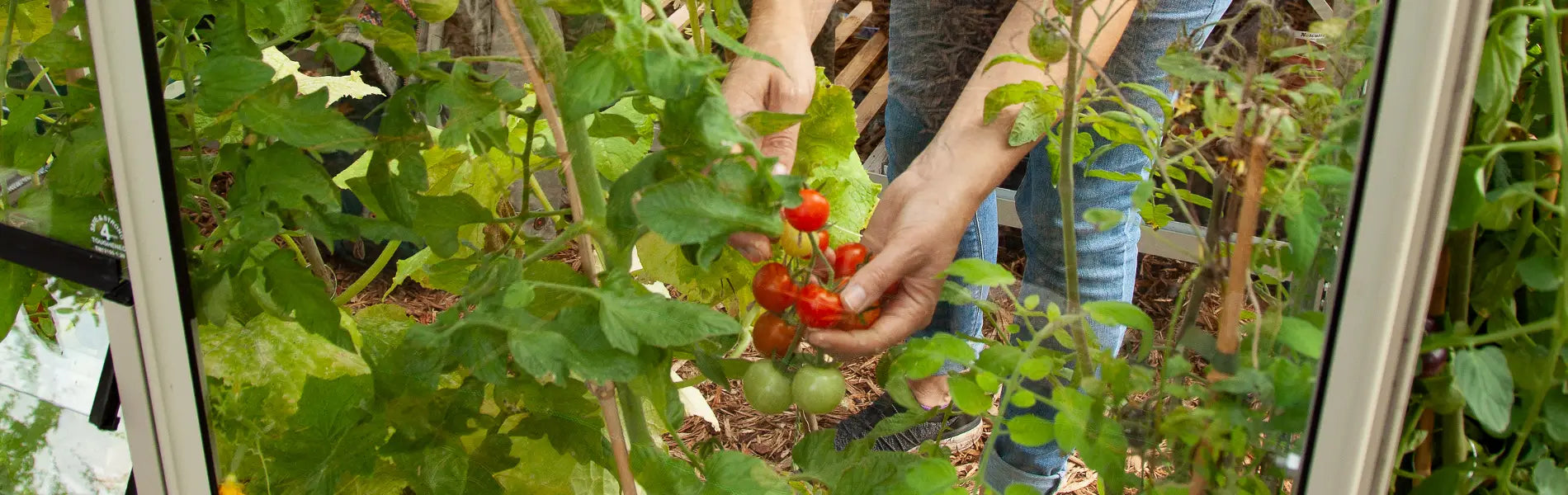 Ellen harvesting some tomatoes