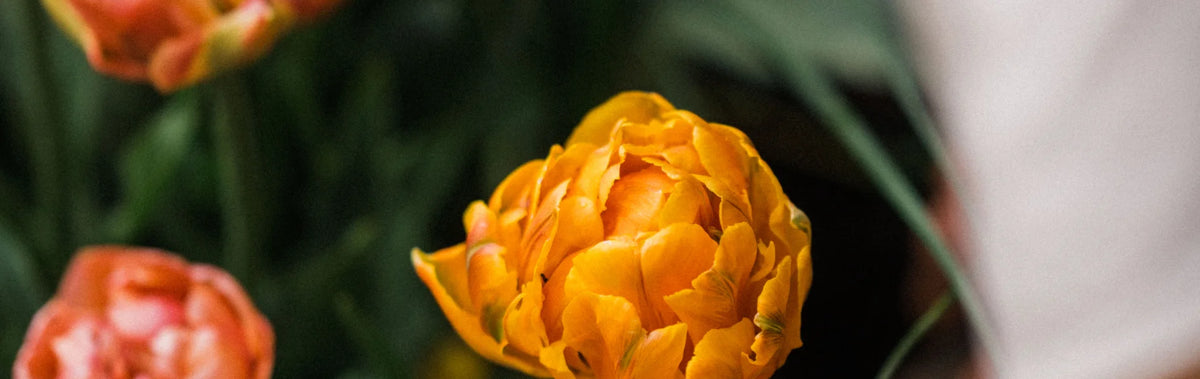 Companion planting header
