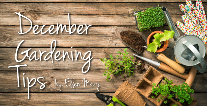 December Gardening Tips