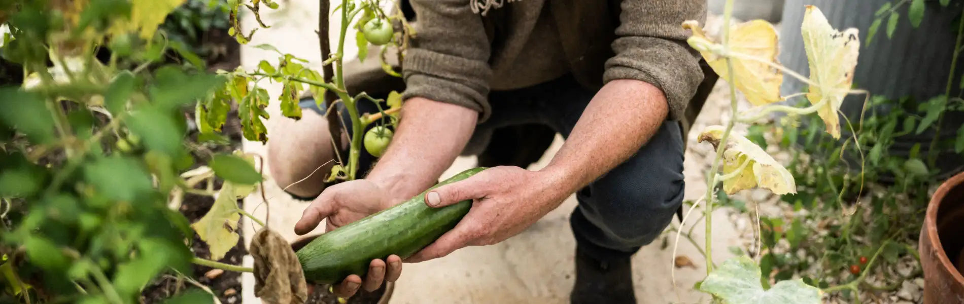 Cucumber on the vine