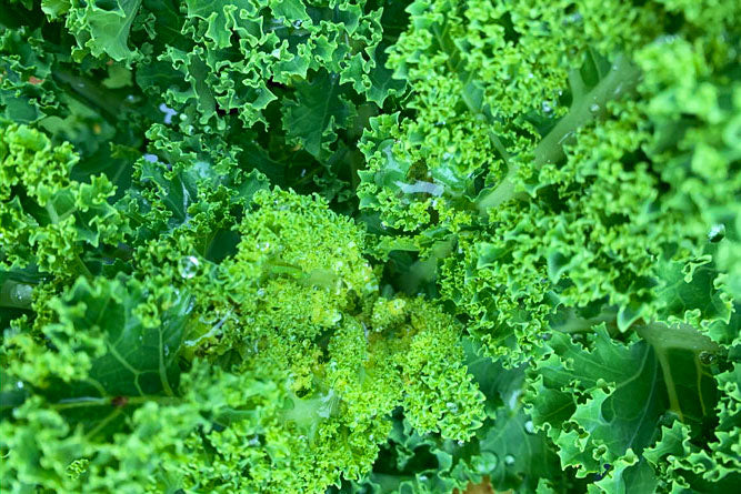 Kale for Christmas