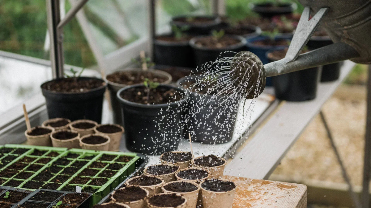 May - What To Sow, Grow & Do In The Greenhouse & Garden