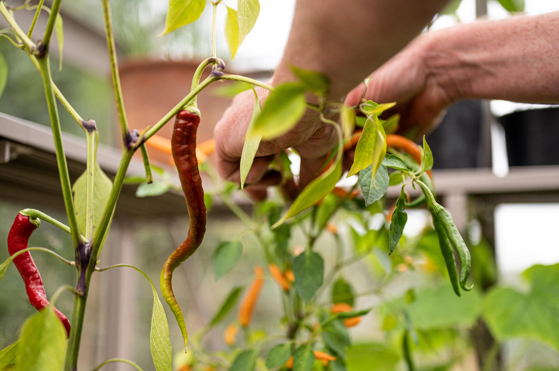 How To Grow Chillies In A Greenhouse