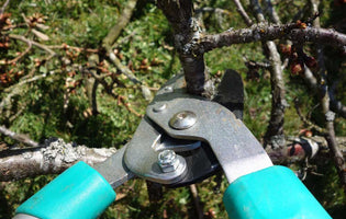 March at Norfolk School of Gardening - Pruning Courses
