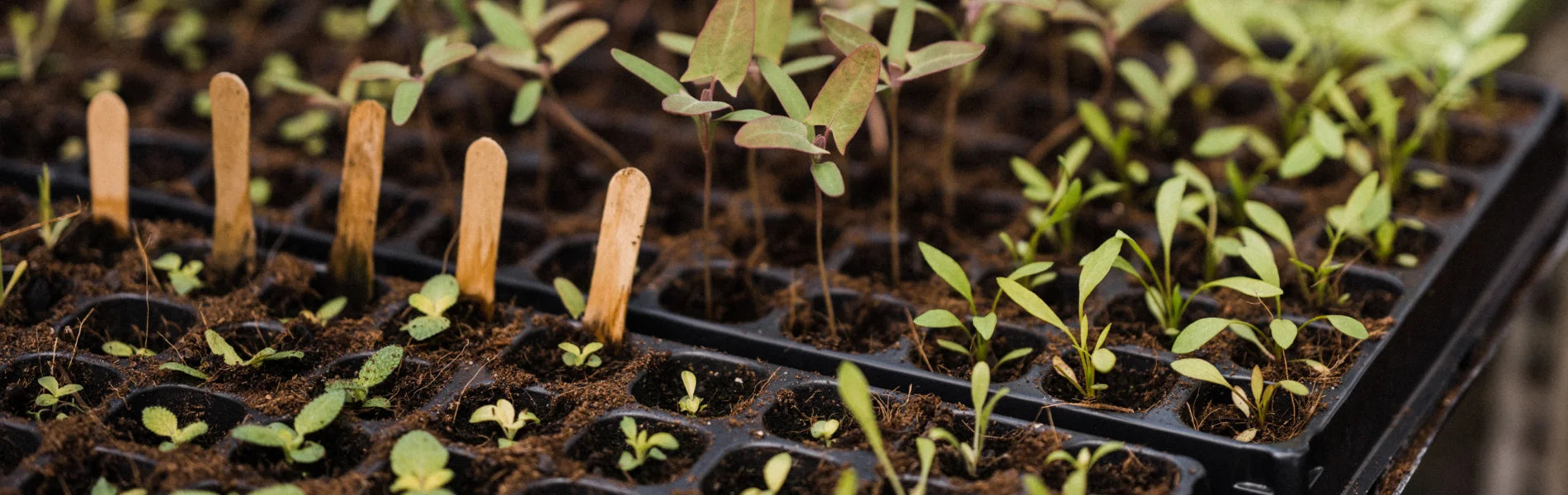 Seedlings growing in black seed trays