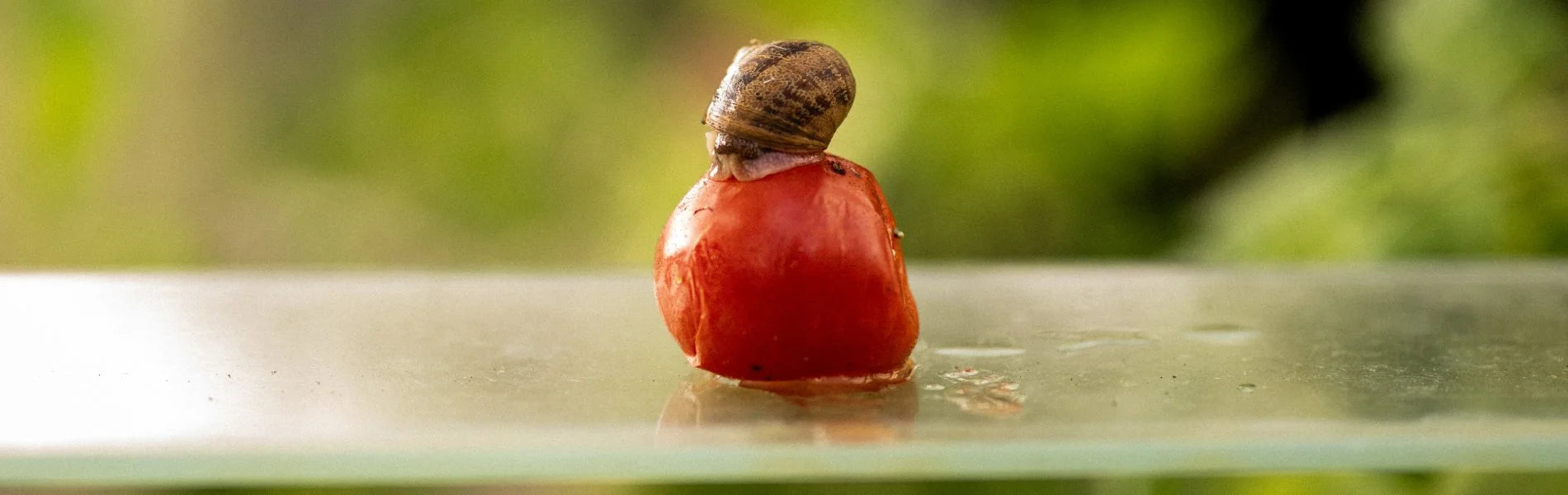 A snail sitting ontop of a tomato in some side louvre glass