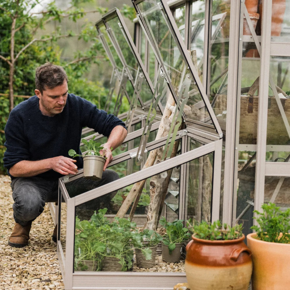 Man placing potted plants into his cold frame