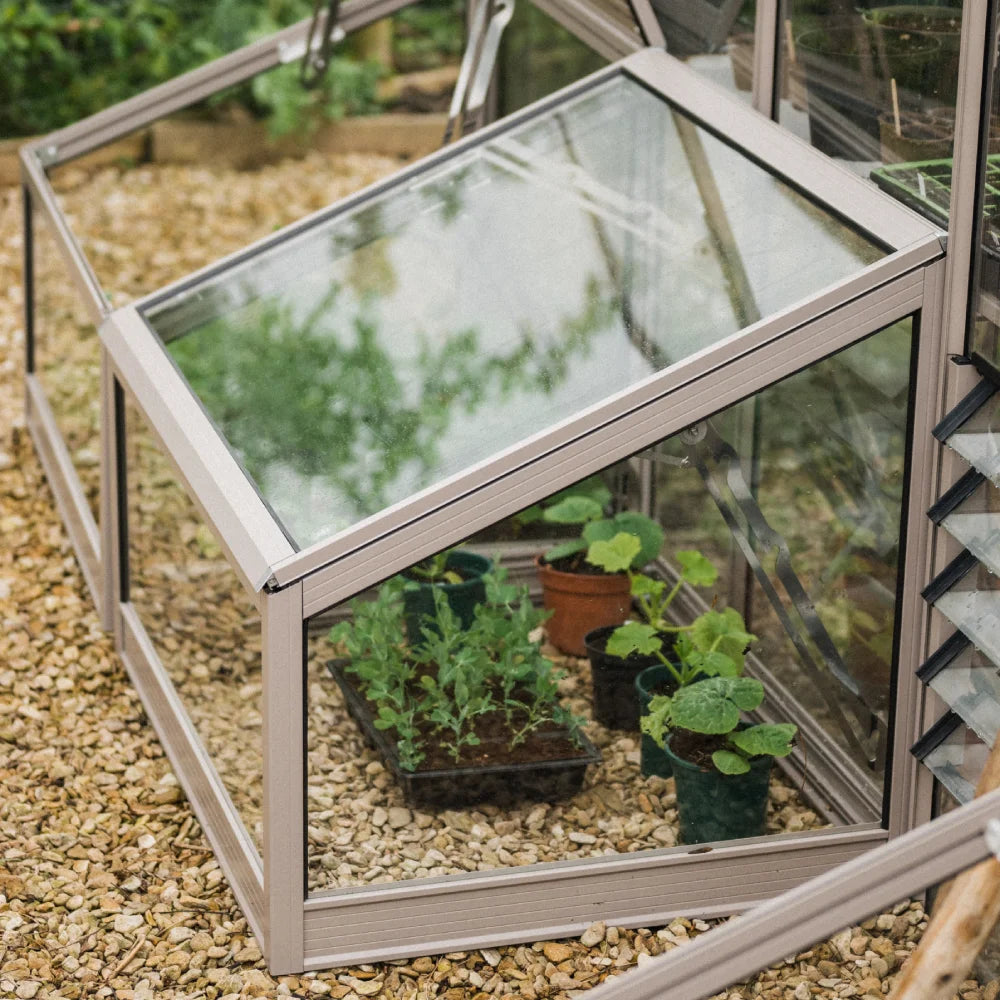 A small, glass-encased Rhino Greenhouse shelters potted plants inside, situated on a pebble-covered ground, with lush greenery visible in the background.