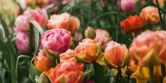 colourful flowers