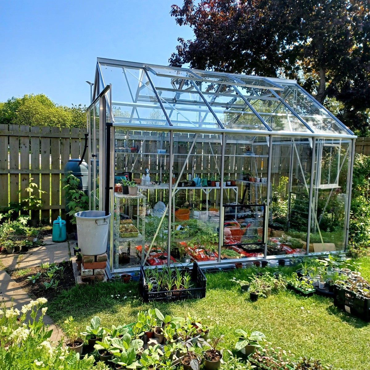 A glass Rhino Greenhouse filled with various plants and gardening supplies stands in a sunlit garden, surrounded by grass, potted plants, and a wooden fence.