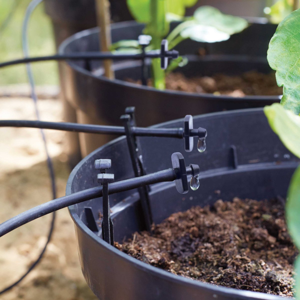 Closeup of irrigation system drippers secured to black pots