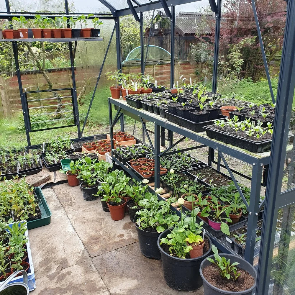 Potted plants are arranged on metal shelves, thriving in a Rhino Greenhouse. The setting shows a lush garden outside, visible through the glass walls, indicating a nurturing environment.