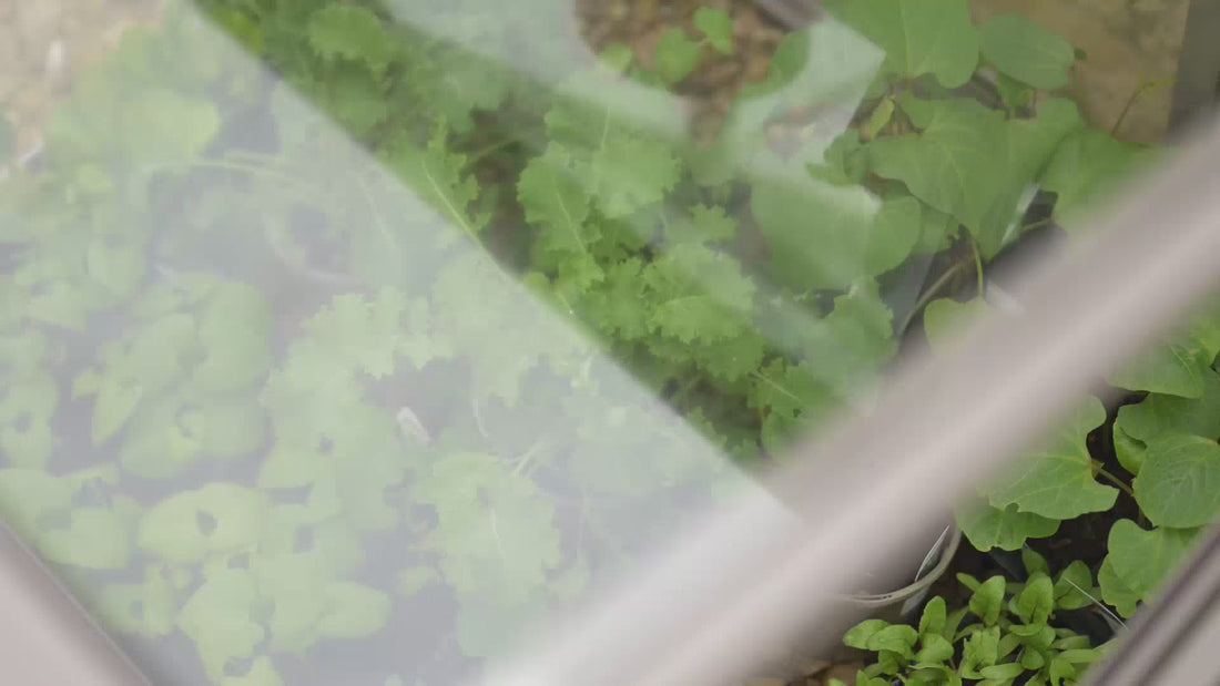 Rhino Cold Frame