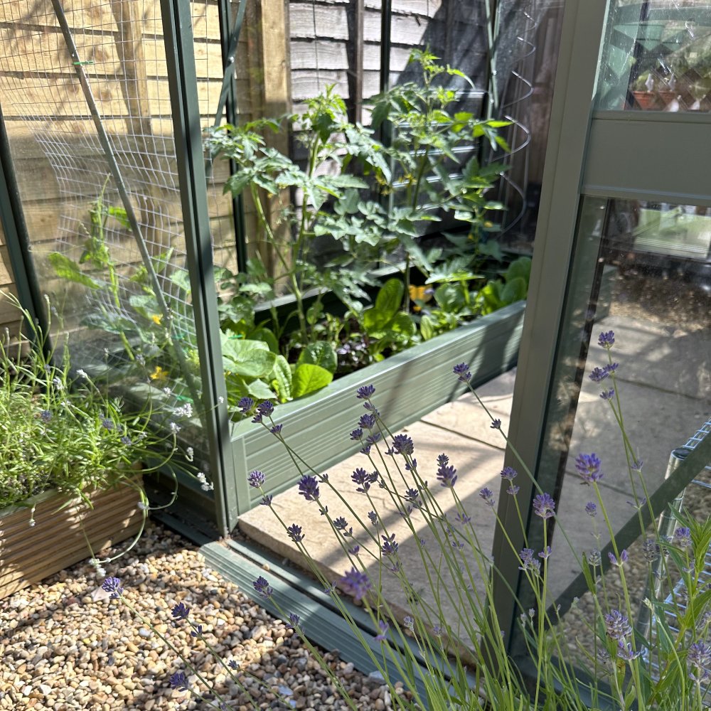 Lavender plants grow beside a glass Rhino Greenhouse containing leafy vegetables, framed by wooden garden beds. The scene is sunlit, and the Rhino Greenhouse sits on a pebble-strewn garden path.