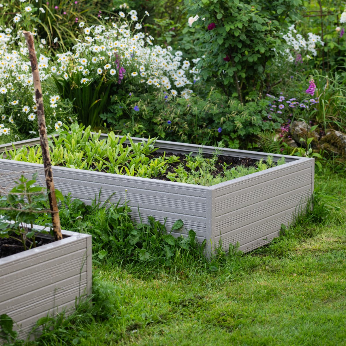 A Rhino metal raised garden bed filled with green plants is surrounded by grassy lawn and lush flowering plants, including daisies and other vibrant blooms, in a garden setting.
