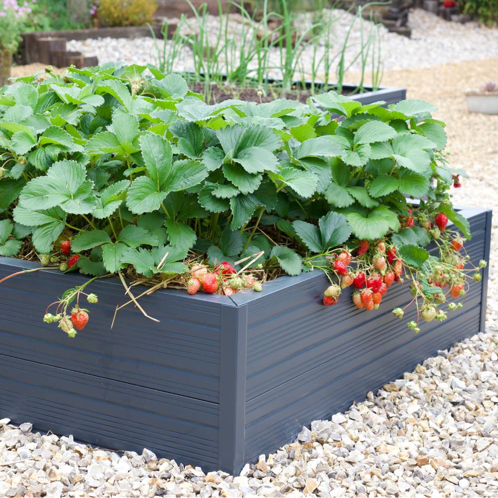 Close-up of rhino raised bed